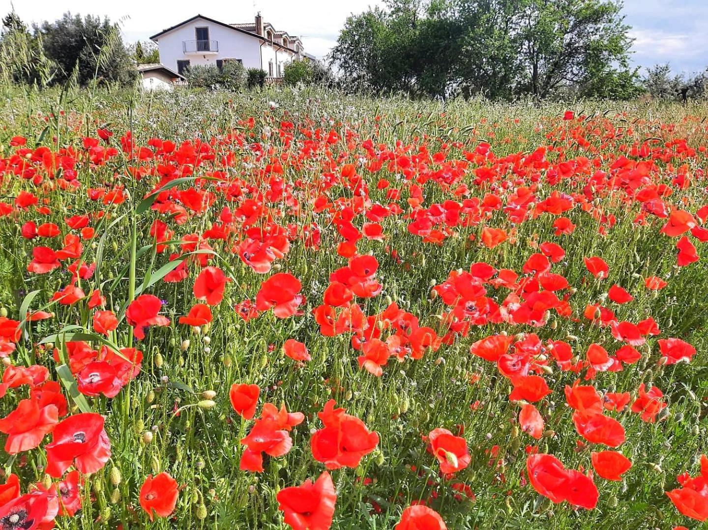 Da Nella Dimora Di Campagna * Vasto